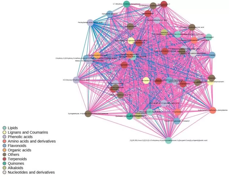 Correlation network diagram of differential metabolites showing nodes and edges representing significant metabolite-metabolite associations